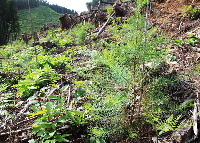 森林伐採後の植林と苗木